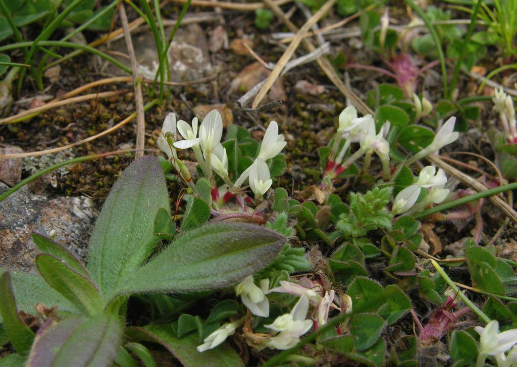 Trifolium subterraneum